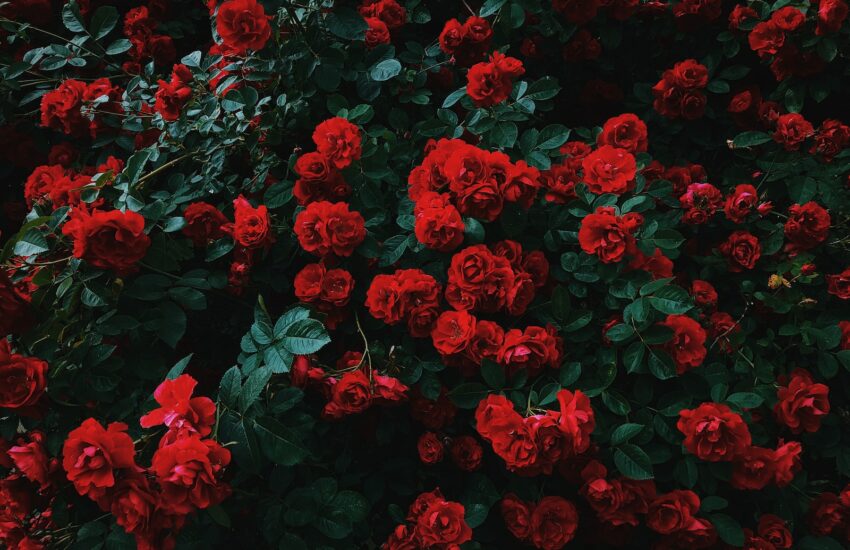 bed of red roses in bloom